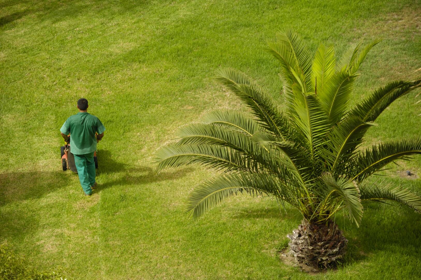 Above All Tree Services