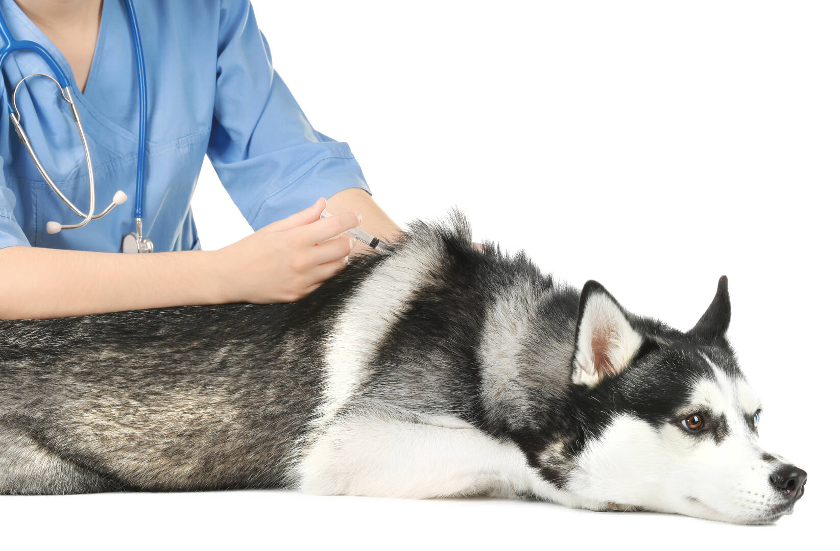 Apolda Kennels