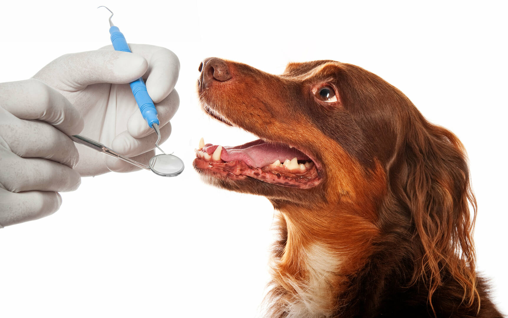 1st Pet Veterinary Centers