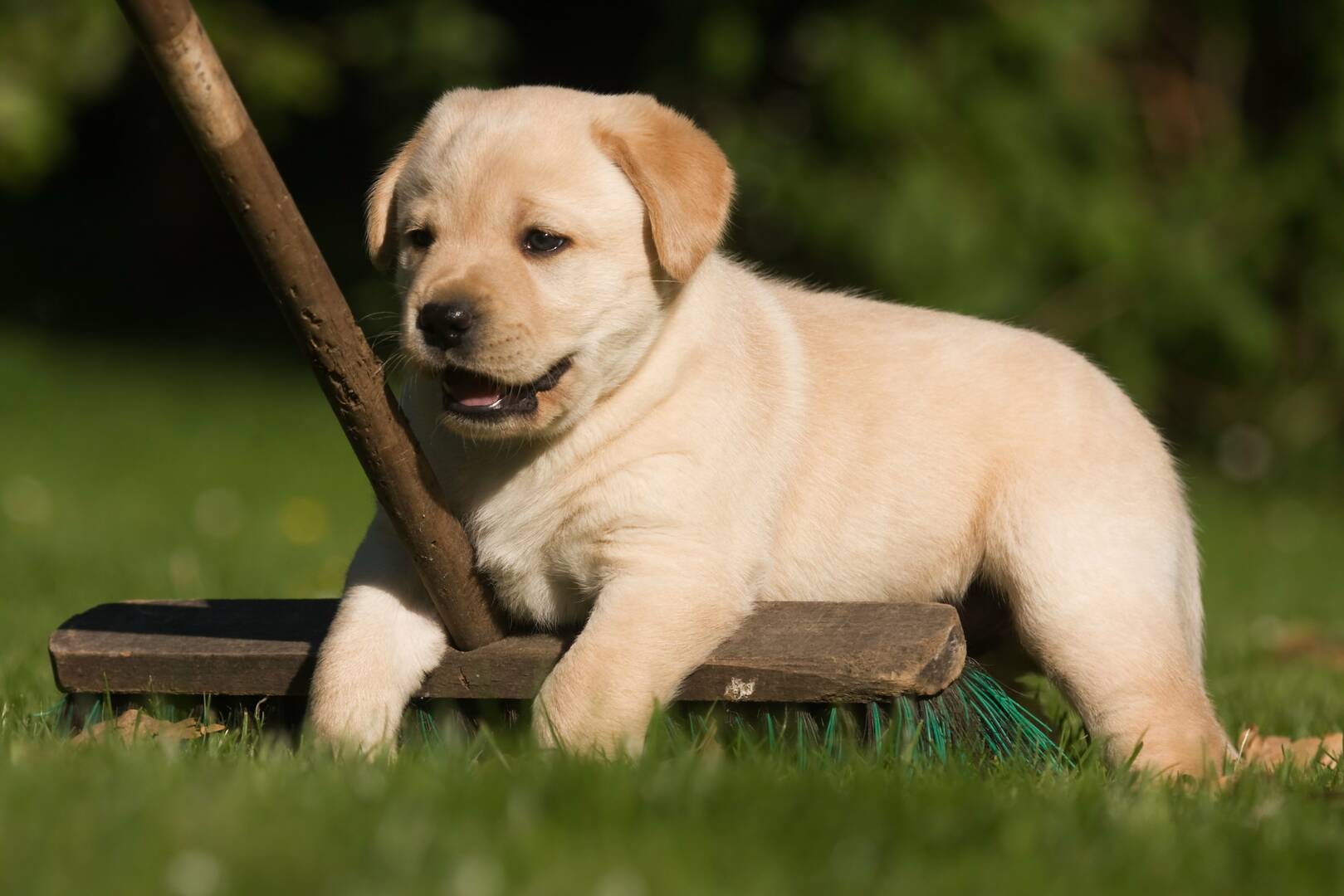 All Creatures Animal Care Center
